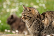 Cats Cats