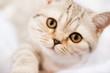Pedigree cat Pedigree cat