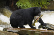 Black Bear, Alaska, Ketchikan