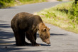 Photo: Brown Bear, Alaska Brown Bear, Alaska