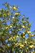 citronnier citronnier