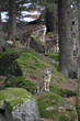 Wolfsrudel auf Felsen