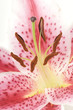 Detail of the stamen with pollen powder of a Lilium flower Detail of the stamen with pollen powder of a Lilium flower