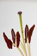 Detail of the stamen with pollen powder of a Lilium flower Detail of the stamen with pollen powder of a Lilium flower