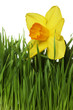 Daffodil on green grass Daffodil on green grass