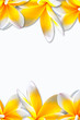 beautiful plumarias above and below isolated white background. beautiful plumarias above and below isolated white background.