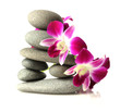 Orchids on stacked stones
