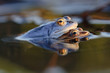 Moorfroschpärchen