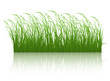 Green grass