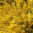 Besenginster - Cytisus scoparius