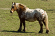 cheval