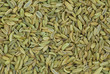 Photo: Fenchel Closup Fenchel Closup