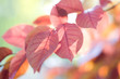 Autumn landscape.