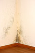 Photo: Schimmelbefall Schimmelbefall
