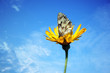 Butterfly on a flower