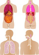 Vector set a stomach of a gut a liver of the person Vector set a stomach of a gut a liver of the person