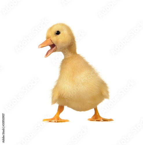 Foto: duck on a white background duck on a white background