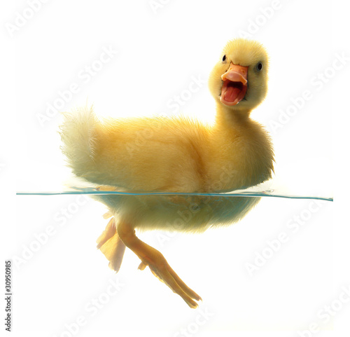 Photo: duck duck
