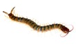 poison centipede poison centipede