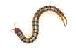 poison centipede