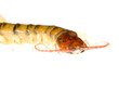 poison centipede poison centipede