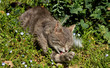 Gatto che si lava