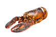 Nice piece of lobster Nice piece of lobster