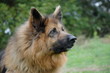 German Shepard 7