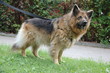 German Shepard 1