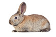 Nice brown bunny