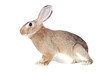Nice brown bunny