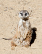 Meerkat sunbathing Meerkat sunbathing