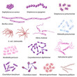 Common bacteria infecting human, eps8