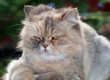 Pretty cat with aggressive look Pretty cat with aggressive look