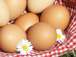 oeufs frais