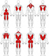 Vektor: human body back human body back