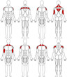 human body shoulder human body shoulder