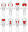 Vektor: human body arms breast stomach human body arms breast stomach