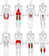 Vektor: human body legs human body legs