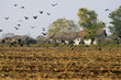Ruined countryside with flying crow flock