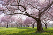 Unter dem japanischen Kirschbaum
