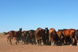 Horse herd grazing on the steppe red clay hills