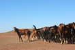 Horse herd grazing on the steppe red clay hills