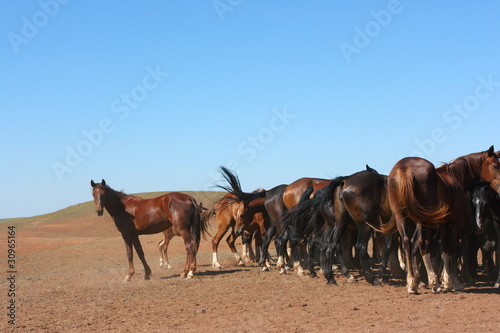 Photo: Horse herd grazing on the steppe red clay hills Horse herd grazing on the steppe red clay hills