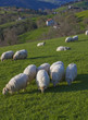 Flock of sheep grazing on pastures Euskadi