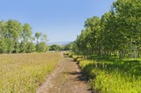 Photo: A tranquil, green country scene with a path leading through the grass field surrounded by trees A tranquil, green country scene with a path leading through the grass field surrounded by trees