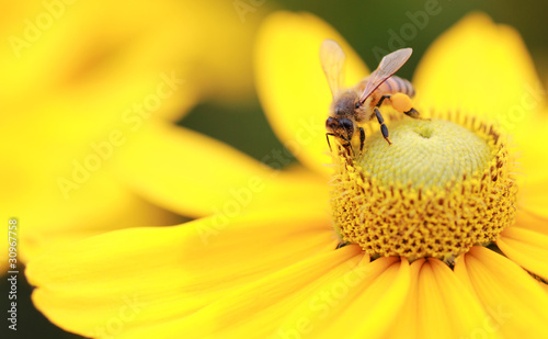 Photo: Western Honey Bee (Apis mellifera) Western Honey Bee (Apis mellifera)