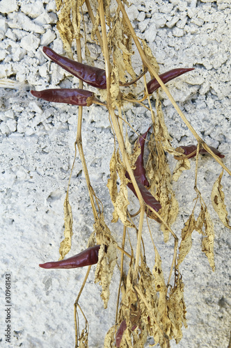 Photo: piments rouges séchés piments rouges séchés