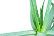 aloe leaves