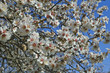 fleurs d'amandier, printemps